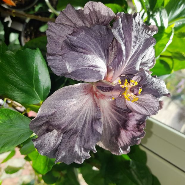  - DPs Black Treasure