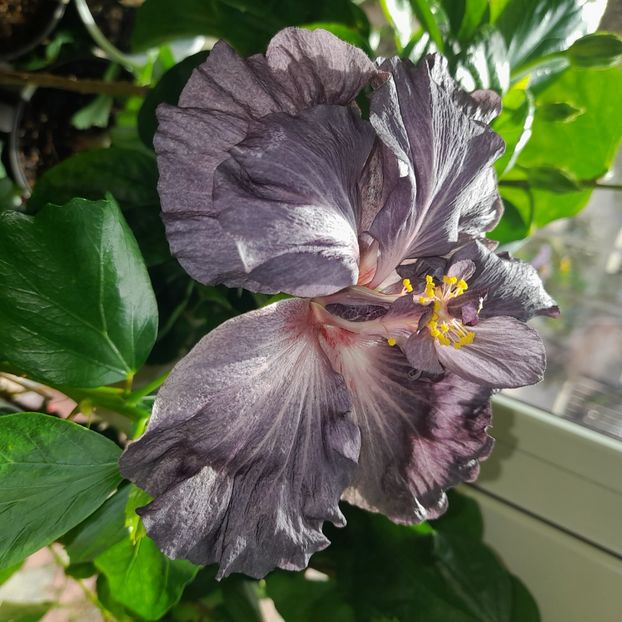  - DPs Black Treasure