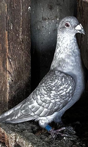  - Nu îmi aparțin 9