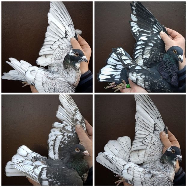  - Nu îmi aparțin 9