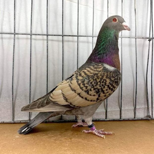  - Nu îmi aparțin 9