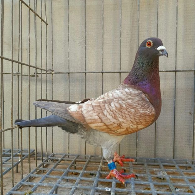  - Nu îmi aparțin 9