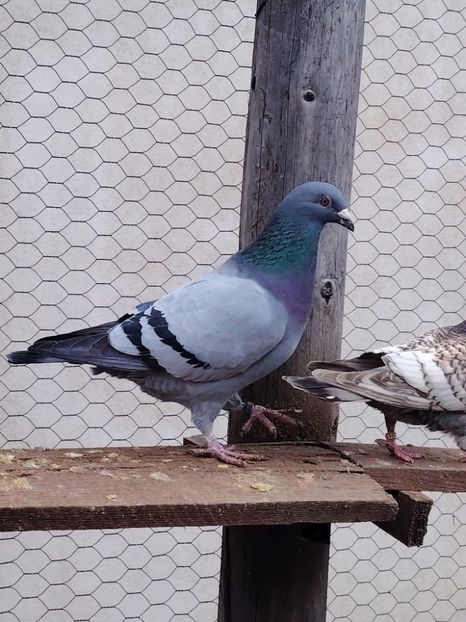  - Nu îmi aparțin 9