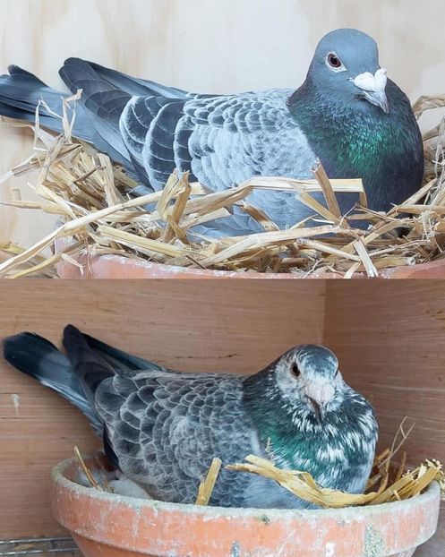  - Nu îmi aparțin 9