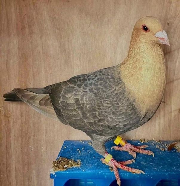  - Nu îmi aparțin 9