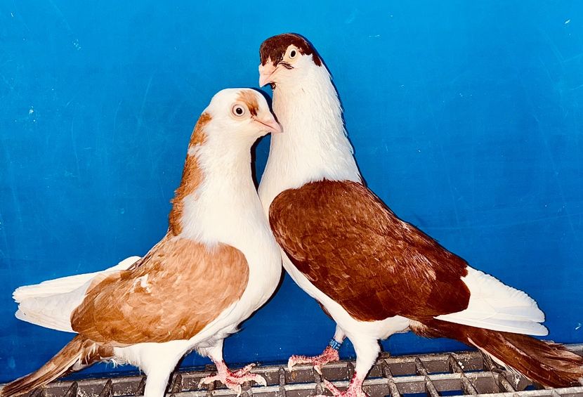 Perechea - B - Perechi 2025