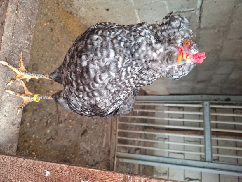  - Gaini araucana barrat