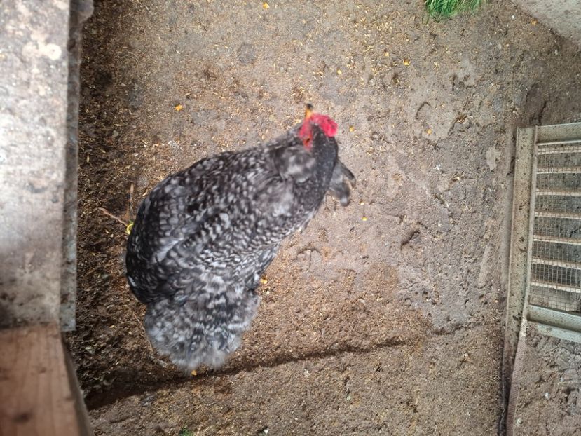  - Gaini araucana barrat