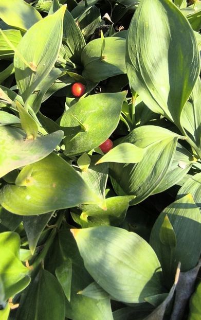 Ruscus hypoglossum - Gradina si terasa PrimaLuce__11-Hello 2025