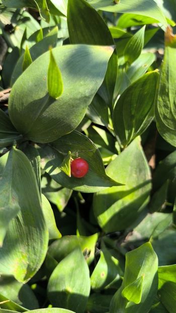 Ruscus hypoglossum - Gradina si terasa PrimaLuce__11-Hello 2025