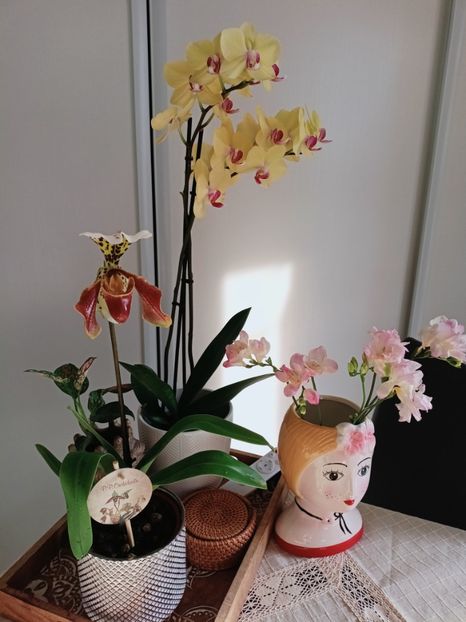 Martie 2025 - Orhidee