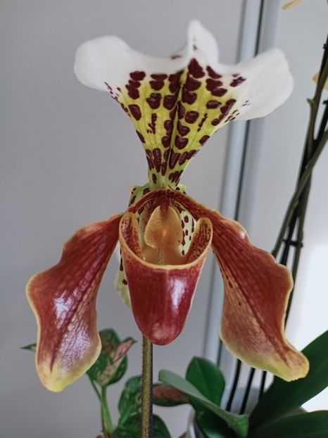 Paphiopedilum "American Hybrid" - Orhidee