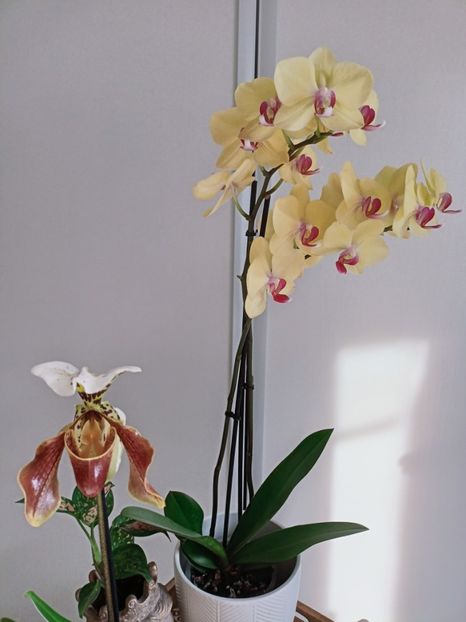  - Orhidee