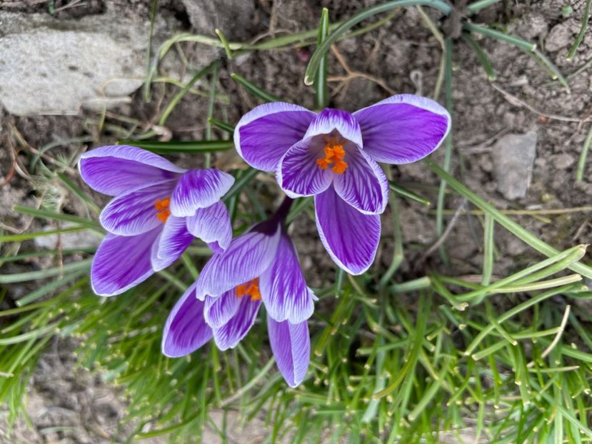  - 0005 - Gradina - 2025