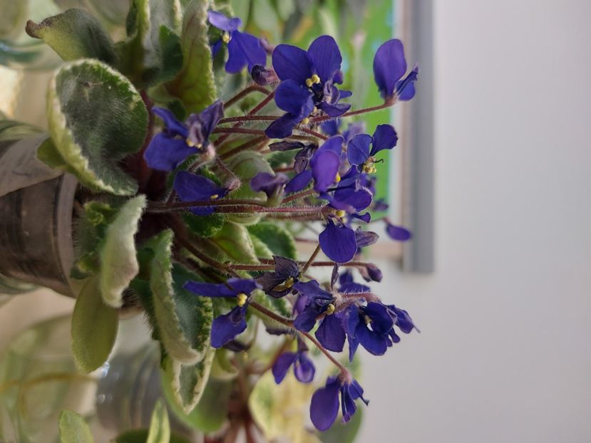  - Violeta Tser Dragonfly