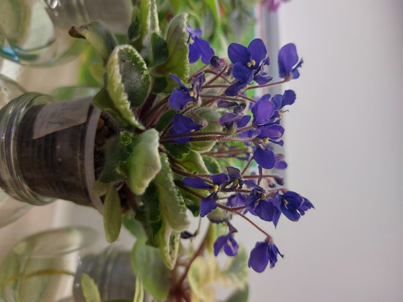  - Violeta Tser Dragonfly