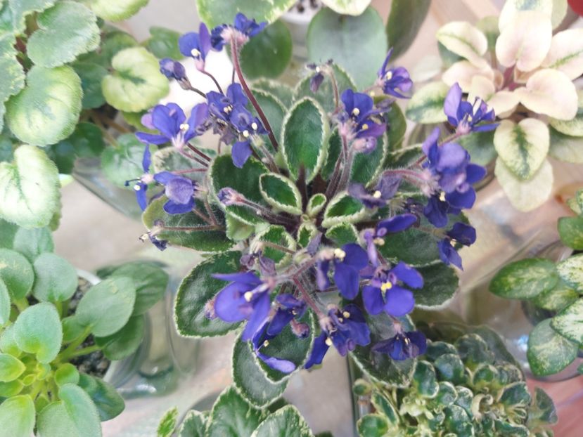  - Violeta Tser Dragonfly