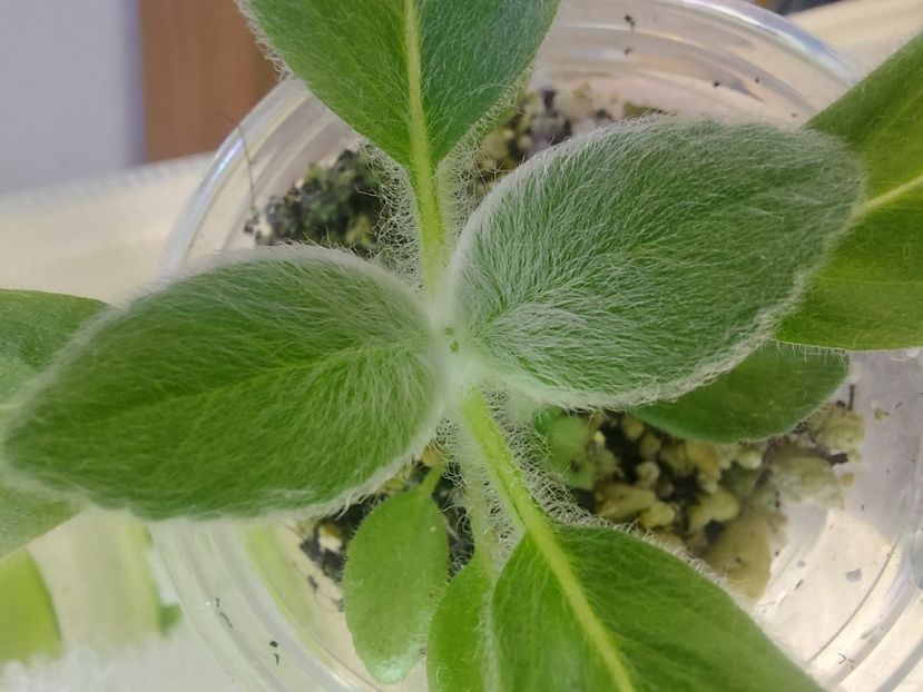  - Sinningia leucotricha