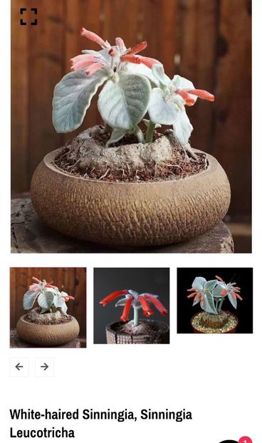 Screenshot_20250312_120549_Chrome - Sinningia leucotricha