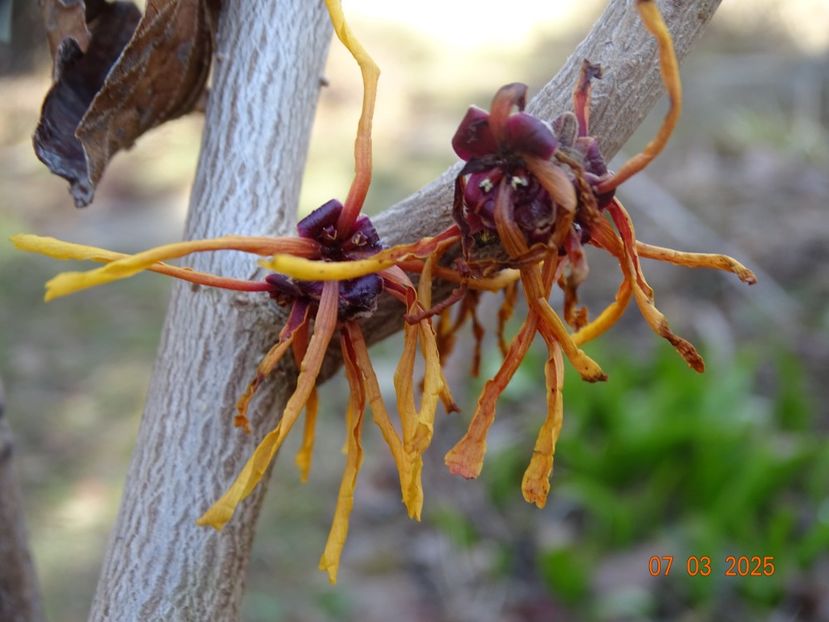 hamamelis Aphrodite - Copacei si arbusti 2025