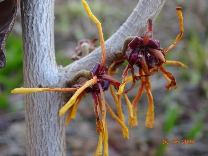 hamamelis Aphrodite - Copacei si arbusti 2025