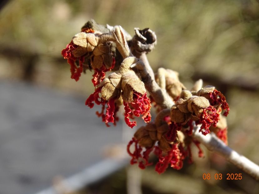 hamamelis Stolwijk Red - Copacei si arbusti 2025