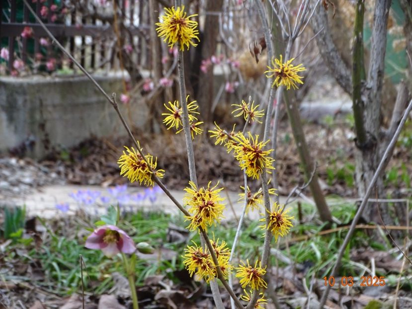 hamamelis Orange Beauty - Copacei si arbusti 2025