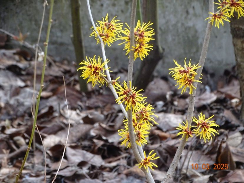  - Copacei si arbusti 2025