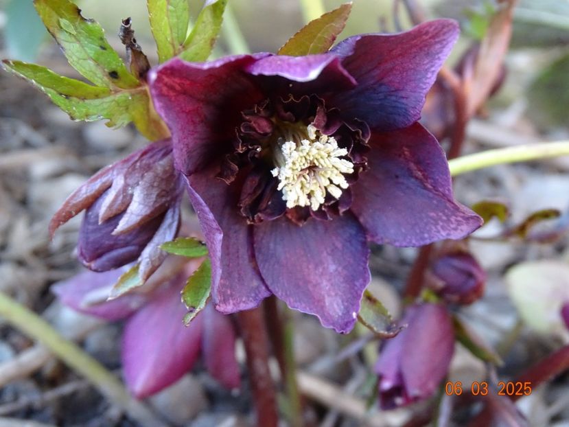Aubergine anemona - Helleborus 2025