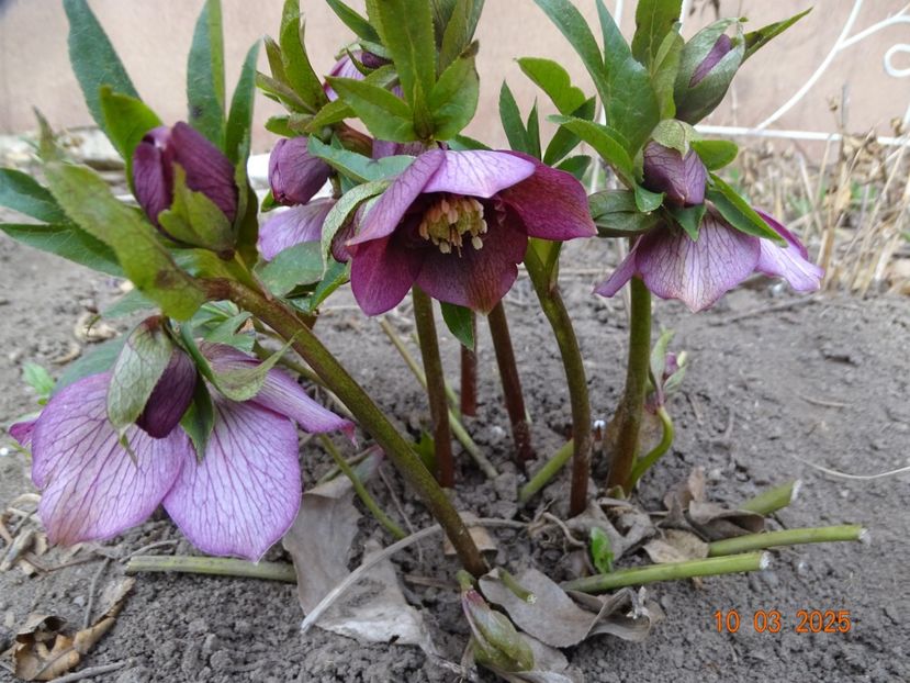  - Helleborus 2025