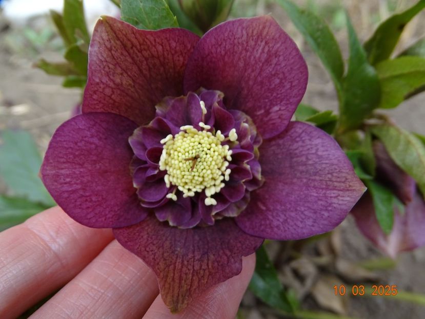 Tutu - Helleborus 2025