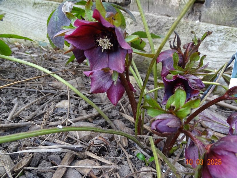  - Helleborus 2025