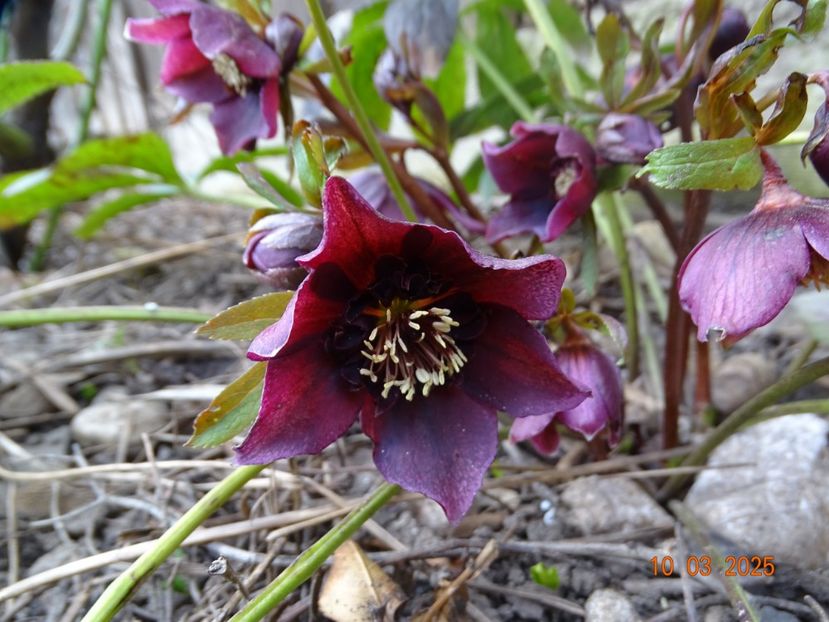  - Helleborus 2025