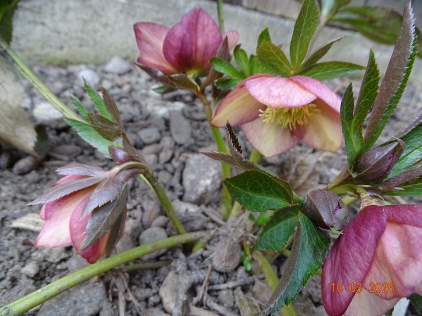  - Helleborus 2025