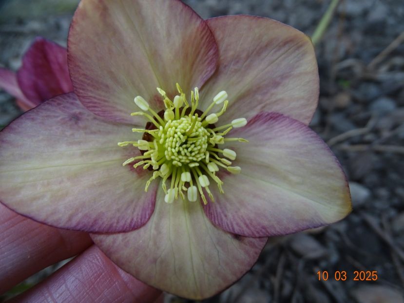  - Helleborus 2025