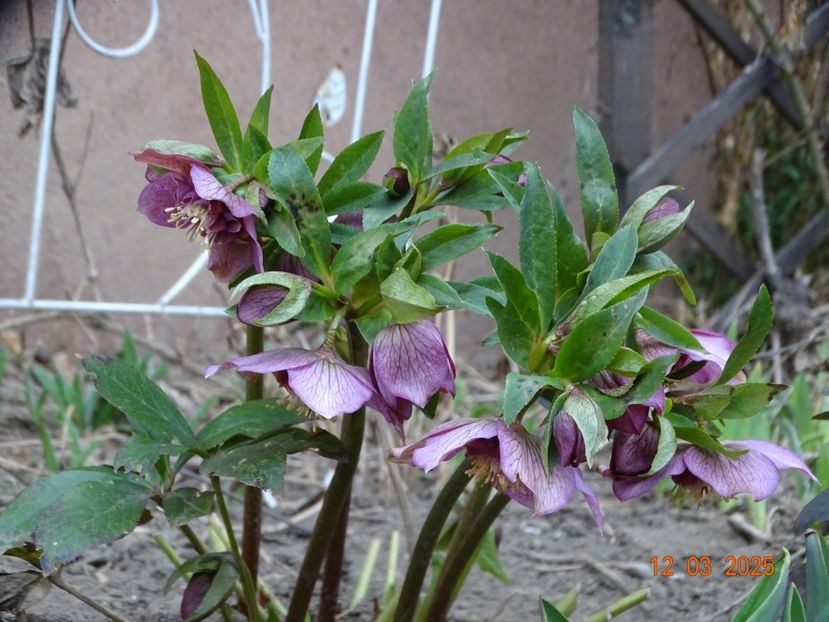 Tutu - Helleborus 2025