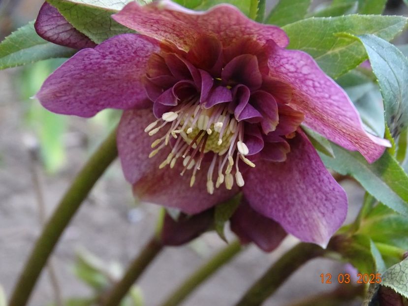  - Helleborus 2025
