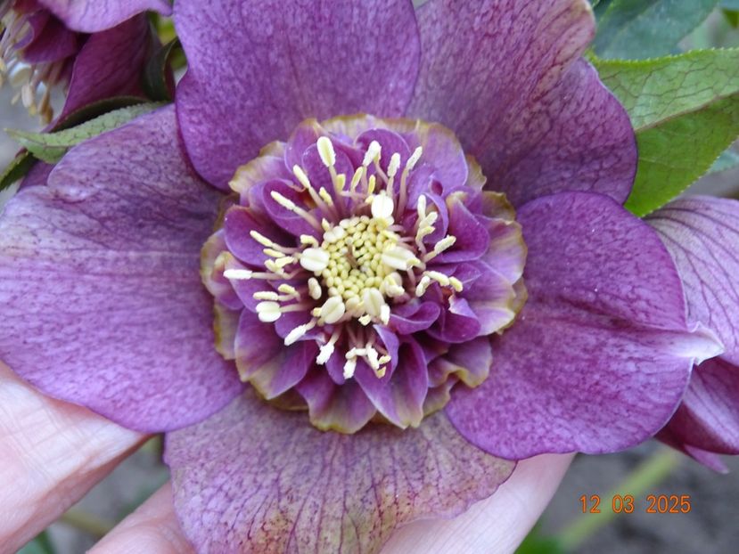 Tutu - Helleborus 2025