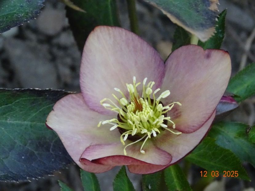  - Helleborus 2025