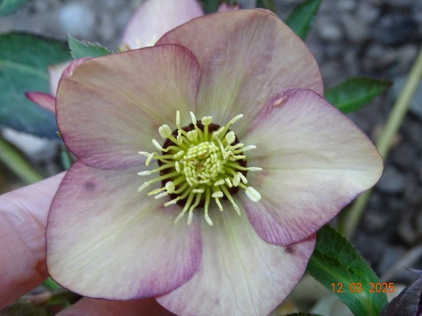  - Helleborus 2025