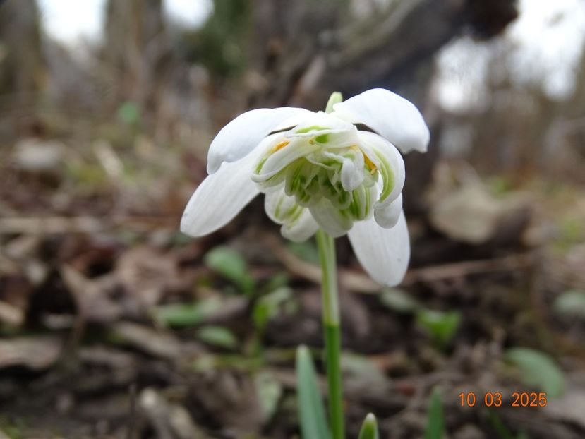 galanthus Flore Pleno - Primavara 2025