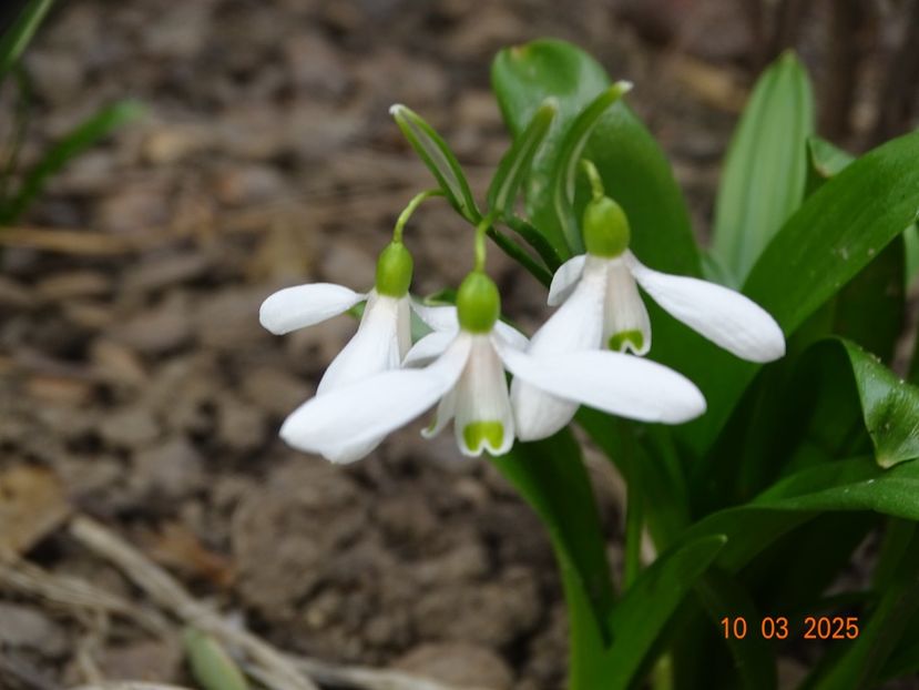 galanthus woronowii - Primavara 2025