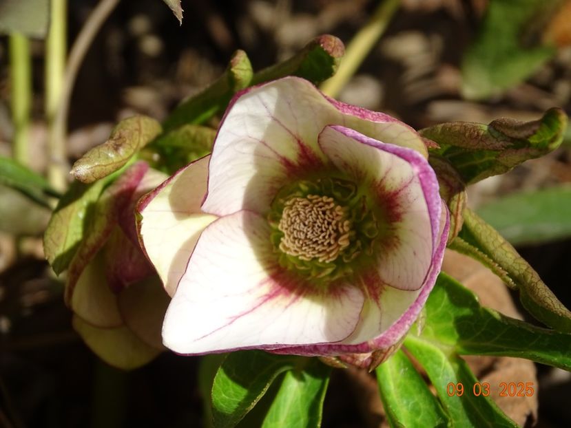 helleborus Painted Bounting - z-Dobarland 2025