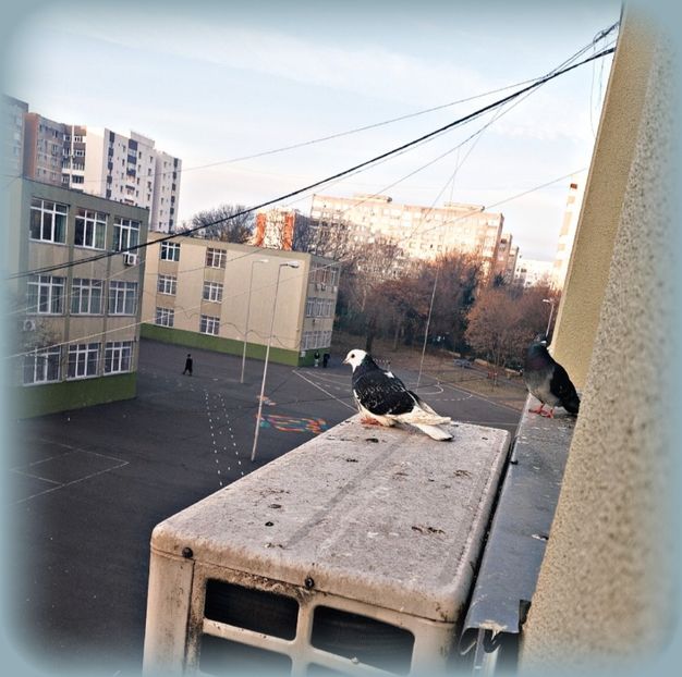 ♡ Day 88 ; 10.02.2025 - Birds of a Feather - STREAK