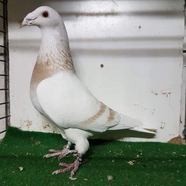  - Nu îmi aparțin 9