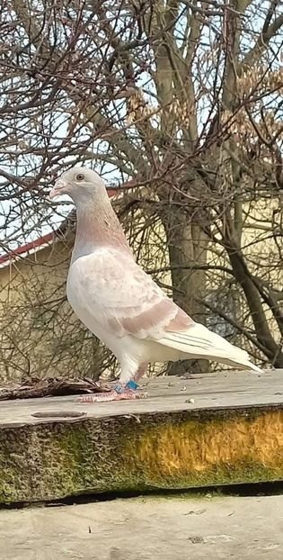  - Nu îmi aparțin 9