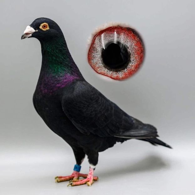  - Nu îmi aparțin 9