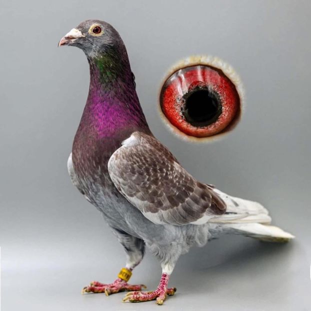  - Nu îmi aparțin 9