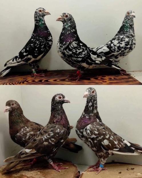  - Nu îmi aparțin 9