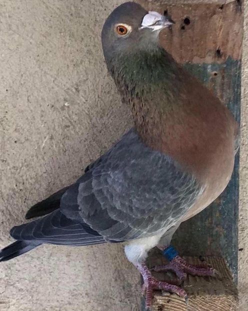  - Nu îmi aparțin 9